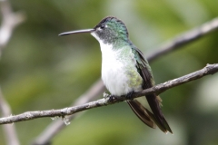 Andean EmeraldLas Tangaras 12 dec 2013 AndesamaziliaRG