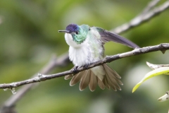 Andean EmeraldLas Tangaras 12 dec 2013 AndesamaziliaRG