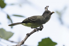 Apical Flycatcher Cauca Valley Colombia