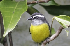 Bananaquit La Florida Colombia