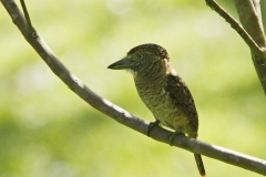 Barred Puffbird Rio Claro Magdalena Valley Colombia 6 dec 2013. Gebandeerde Baardkoekoek