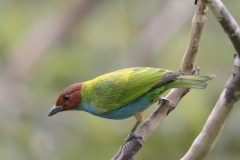 Bay headed Tanager Tangara gyrola Las Tangaras. 11 December 2013. RG