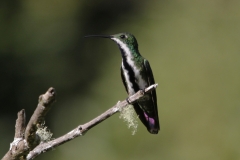 Black throated Mango Jardin Encantado San Fransisco Colombia 4 dec 2013 Zwartkeelmango
