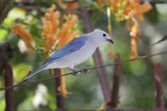 Blue capped Tanager Las Tangaras Colombia 12 dec 2013 Bisschopstangare