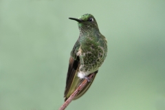 Buff tailed Coronet Jardin Colombia 9 dec 2013 RG Bruinstaarthoorn kolibrie