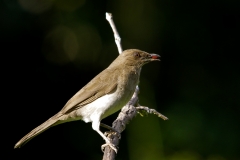 Clay colors Thrush Las Tangaras Colombia 12-12-13