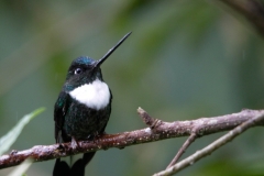 Collard Inca Jardin Colombia 9 dec 2013 Gekraagde Incakolibrie