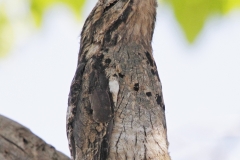 Common Potoo Magdalena Valley- Colombia 5 dec 2013