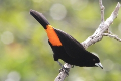 Flame rumped Tanager Las Tangaras Colombia 12 dec 2013.