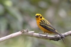 Golden-Tanager-Les-Tangaras-Colombia-11-dec-2013.-Goudtangare-RG-2