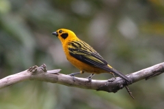 Golden-Tanager-Les-Tangaras-Colombia-11-dec-2013.-Goudtangare-RG