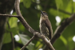 Greyish-Piculet-Cauca-Valley-Colombia-8-12-13.-RG
