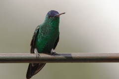 Indigo-capped-Hummingbird-Jardin-Encantado-San-Fransisco-Colombia-4-dec-2013-RG