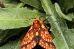 Moth-onbekend-2