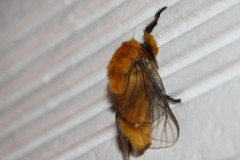 Moth-onbekend