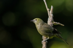 Palm-Tanager-Las-Tangaras-Colombia-11-12-13.-RG