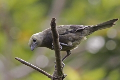 Palm-Tanager