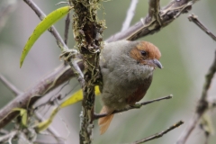 Red-faced-Spinetail-Las-Tangaras-Colombia-12dec-2013.-Roodkruintangare-RG-1