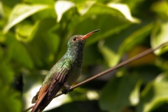 Rufous-tailed-Hummingbird-Jardin-Encantado-San-Fransisco-Colombia-4-dec-2013-RG-2