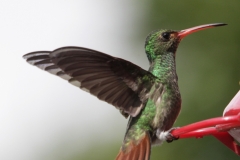 Rufous-tailed-Hummingbird-Jardin-Encantado-San-Fransisco-Colombia-4-dec-2013-RG-3