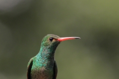 Rufous-tailed-Hummingbird-Jardin-Encantado-San-Fransisco-Colombia-4-dec-2013-RG
