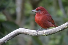 Summer-Tanager-Las-Tangaras-Colombia-12-12-13.-RG1