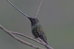 Sword-billed-Hummingbird-Jardin-Colombia-9-dec-2013-Zwaardkolibrie.-RG