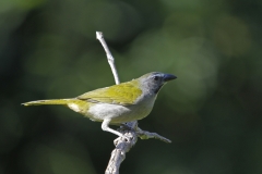 Tanager-onbekend-Las-Tangaras-Colombia-12-12-13-RG