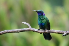 VioletearEl-Dorado-Bird-Reserve-Colombia.-15-12-13-2