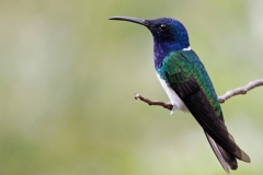 White-necked-JacobinSanta-Marta-Mountains-Colombia-14-dec-2013.-Witnekkolibrie-RG