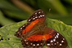 vlinder-Anartia-amathea