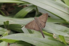 vlinder-onbekend