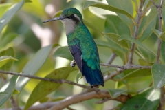 Blauwstaart smaragdkolibrie | Blue tailed Emerald