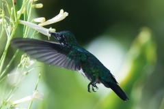 Blauwstaart smaragdkolibrie | Blue tailed Emerald