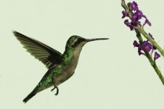 Blauwstaart smaragdkolibrie | Blue tailed Emerald