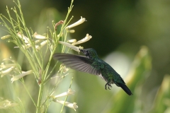 Blauwstaart smaragdkolibrie | Blue tailed Emerald