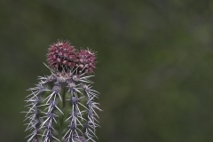 Bloeiende Cactus Kadushi