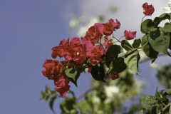 Bougainvilla