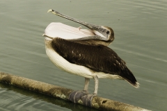 Bruine pelikaan | Brown pelican