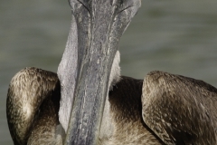 Bruine pelikaan | Browm pelican