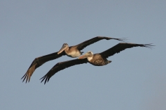 Bruine pelikaan | Brown pelican