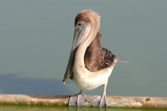 Bruine pelikaan | Brown pelican