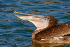 Bruine pelikaan | Brown pelican