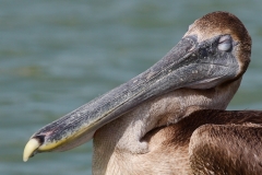 Bruine pelikaan | Brown pelican