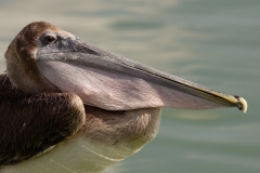 Bruine pelikaan | Browm pelican