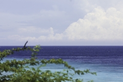 Caribische zee