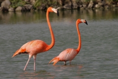 Flamingo | greater Flamingo