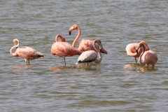 Flamingo | greater Flamingo