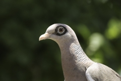 Naaktoogduif | Bare eyed Pigeon