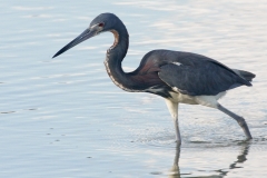 Witbuikreiger Tricolored Heron